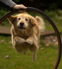 dog-hoop-flickr